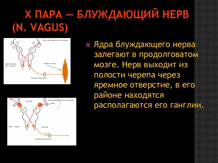 Х ПАРА — БЛУЖДАЮЩИЙ НЕРВ (N. VAGUS) Ядра блуждающего нерва залегают в продолговатом