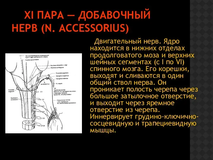 XI ПАРА — ДОБАВОЧНЫЙ НЕРВ (N. ACCESSORIUS) Двигательный нерв. Ядро находится в нижних