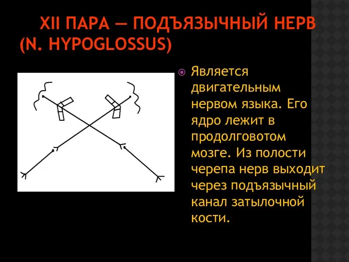 XII ПАРА — ПОДЪЯЗЫЧНЫЙ НЕРВ (N. HYPOGLOSSUS) Является двигательным нервом языка. Его ядро