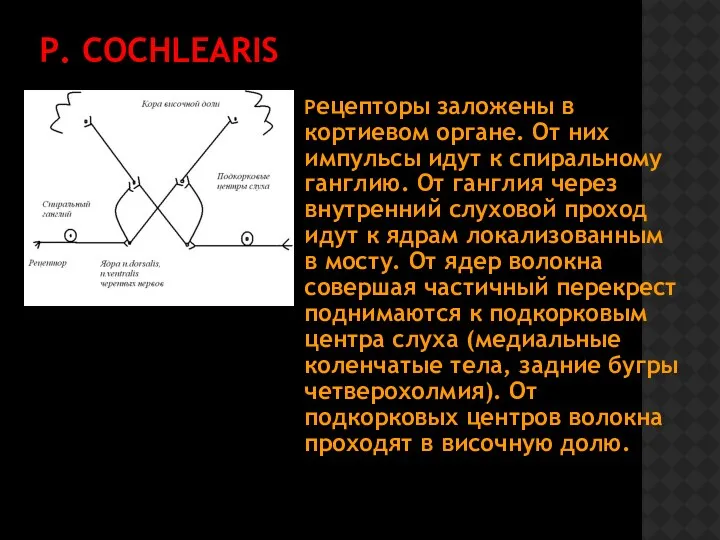 Р. COCHLEARIS Рецепторы заложены в кортиевом органе. От них импульсы идут к спиральному