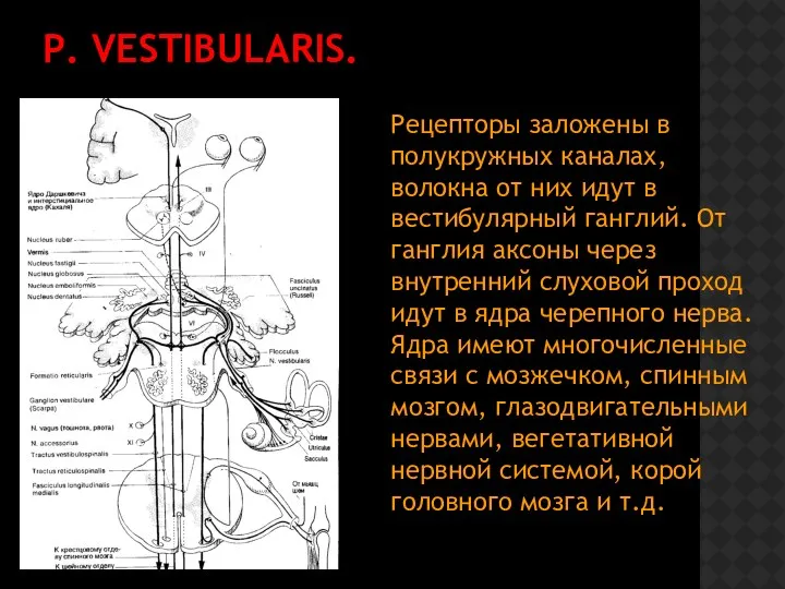 P. VESTIBULARIS. Рецепторы заложены в полукружных каналах, волокна от них