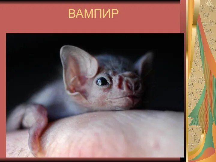 ВАМПИР