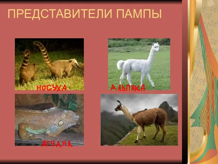 ПРЕДСТАВИТЕЛИ ПАМПЫ