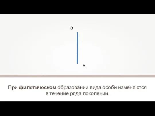 При филетическом образовании вида особи изменяются в течение ряда поколений. А В