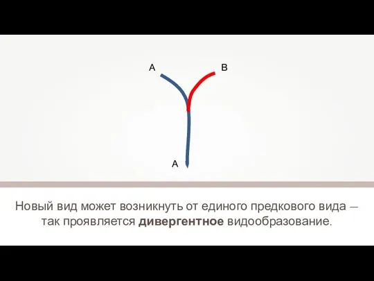 Новый вид может возникнуть от единого предкового вида — так проявляется дивергентное видообразование. А В А