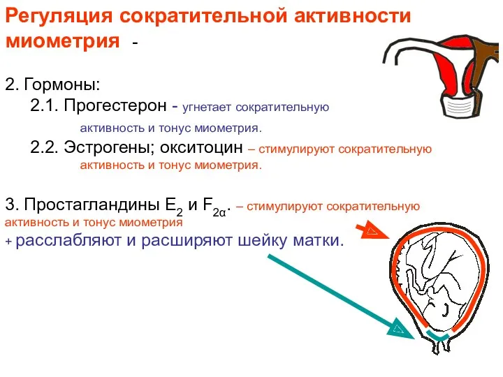 Регуляция сократительной активности миометрия - 2. Гормоны: 2.1. Прогестерон -