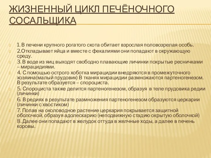 ЖИЗНЕННЫЙ ЦИКЛ ПЕЧЁНОЧНОГО СОСАЛЬЩИКА 1. В печени крупного рогатого скота