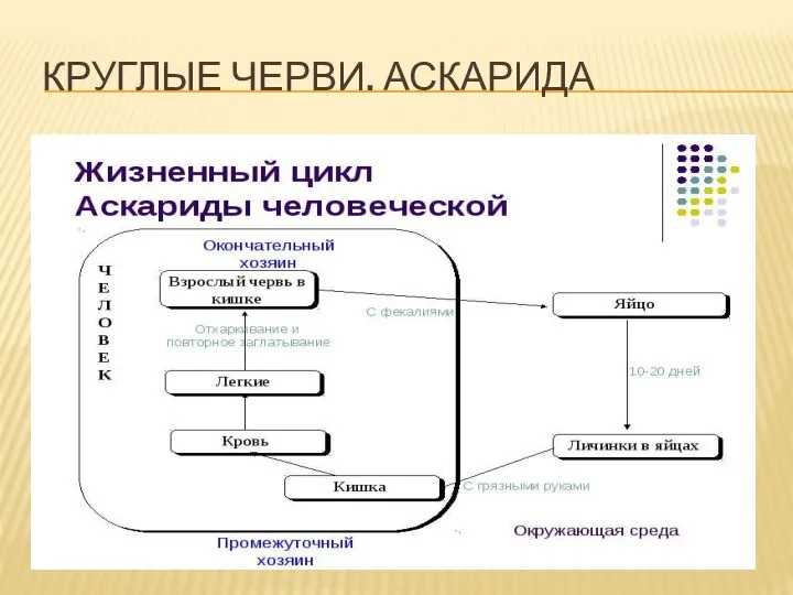 КРУГЛЫЕ ЧЕРВИ. АСКАРИДА