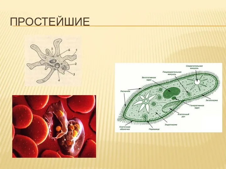 ПРОСТЕЙШИЕ