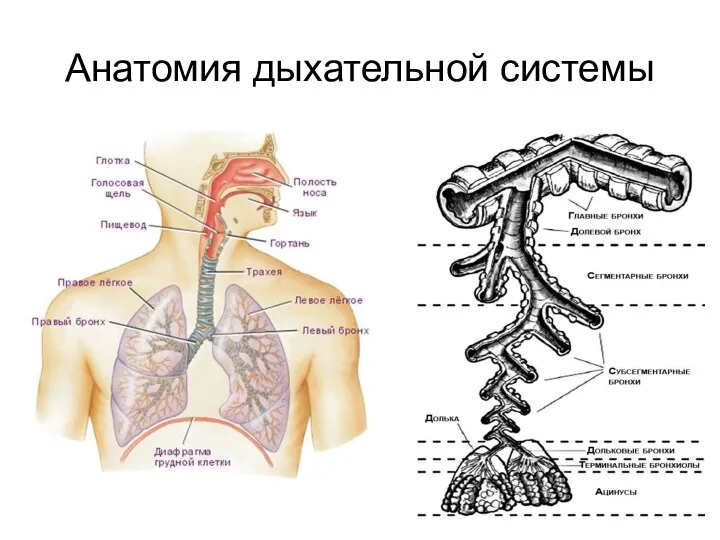 Анатомия дыхательной системы