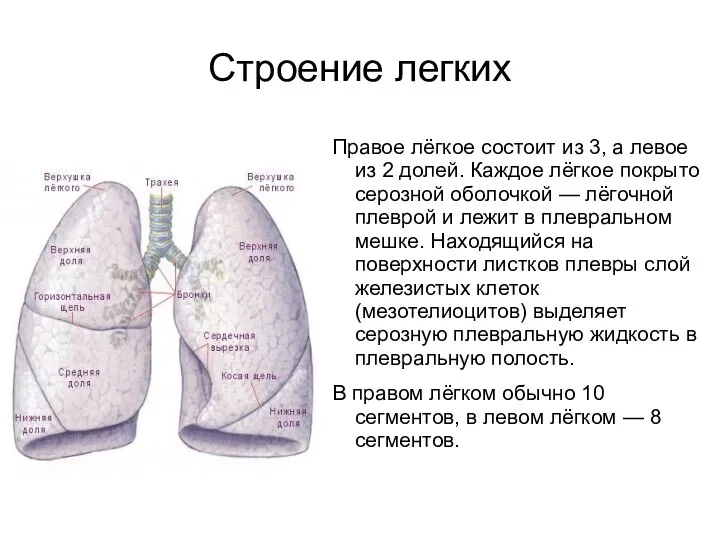 Строение легких Правое лёгкое состоит из 3, а левое из