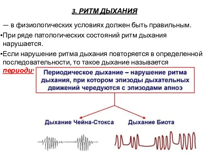 3. РИТМ ДЫХАНИЯ — в физиологических условиях должен быть правильным.