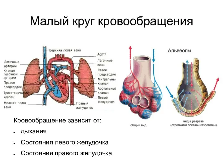 Малый круг кровообращения Кровообращение зависит от: дыхания Состояния левого желудочка Состояния правого желудочка