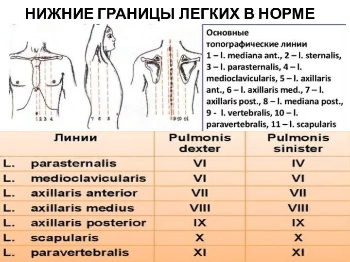 НИЖНИЕ ГРАНИЦЫ ЛЕГКИХ В НОРМЕ