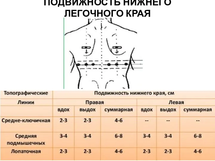 ПОДВИЖНОСТЬ НИЖНЕГО ЛЕГОЧНОГО КРАЯ