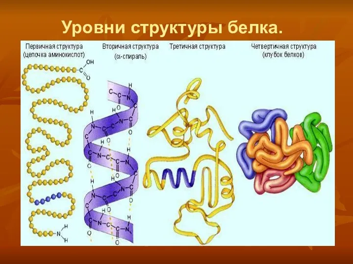 Уровни структуры белка.