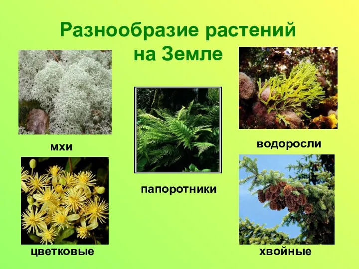 Разнообразие растений на Земле мхи папоротники водоросли цветковые хвойные