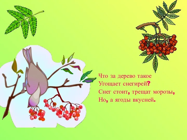 Что за дерево такое Угощает снегирей? Снег стоит, трещат морозы, Но, а ягоды вкусней.