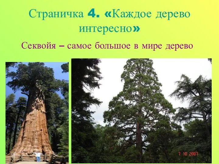 Страничка 4. «Каждое дерево интересно» Секвойя – самое большое в мире дерево