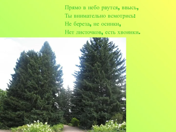 Прямо в небо рвутся, ввысь, Ты внимательно всмотрись: Не береза, не осинки, Нет листочков, есть хвоинки.