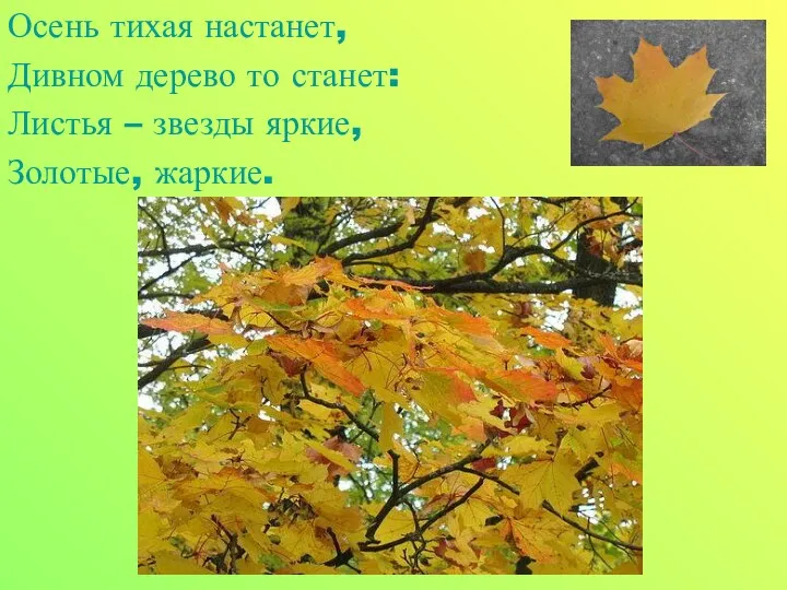 Осень тихая настанет, Дивном дерево то станет: Листья – звезды яркие, Золотые, жаркие.