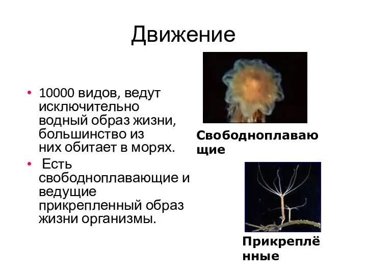 Движение 10000 видов, ведут исключительно водный образ жизни, большинство из них обитает в