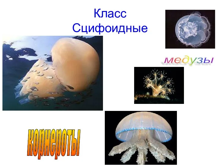 Класс Сцифоидные медузы корнероты
