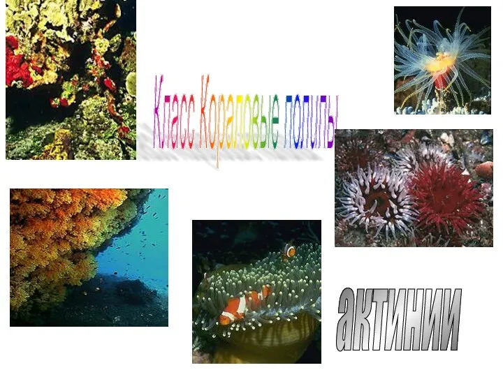 Класс Кораловые полипы актинии