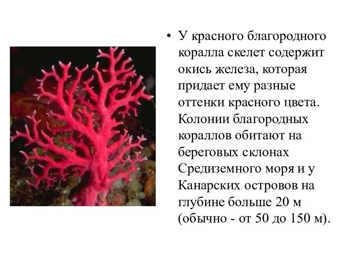 У красного благородного коралла скелет содержит окись железа, которая придает