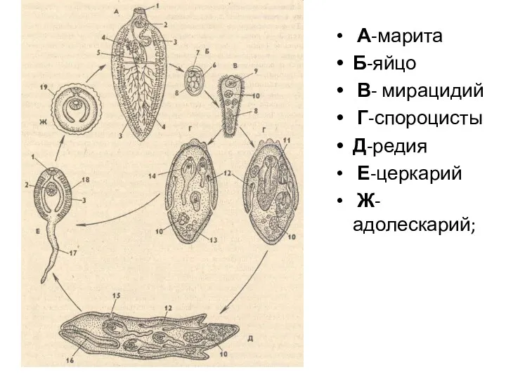 А-марита Б-яйцо В- мирацидий Г-спороцисты Д-редия Е-церкарий Ж-адолескарий;