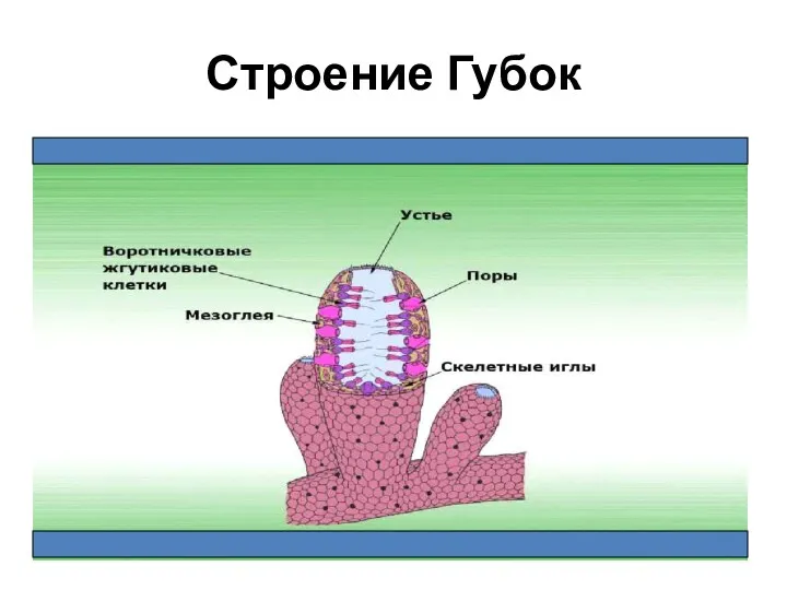 Строение Губок