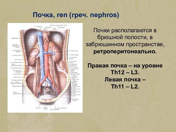 Почка, ren (греч. nephros) Почки располагаются в брюшной полости, в забрюшинном пространстве, ретроперитонеально.