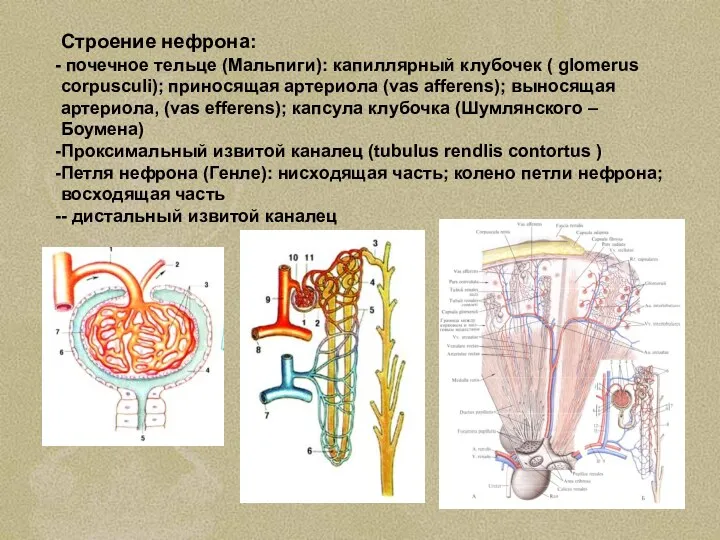 Строение нефрона: почечное тельце (Мальпиги): капиллярный клубочек ( glomerus corpusculi); приносящая артериола (vas