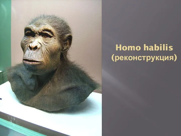 Homo habilis (реконструкция)