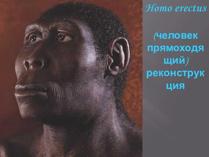 Homo erectus (человек прямоходящий) реконструкция