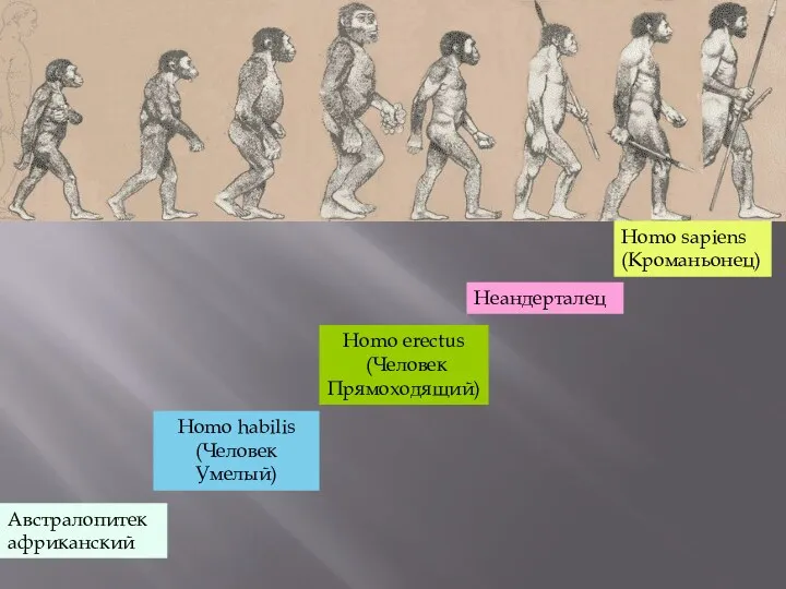 Австралопитек африканский Homo habilis (Человек Умелый) Homo erectus (Человек Прямоходящий) Неандерталец Homo sapiens (Кроманьонец)