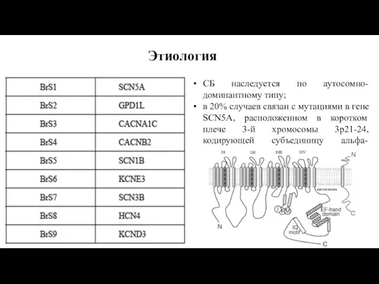 Этиология СБ наследуется по аутосомно-доминантному типу; в 20% случаев связан