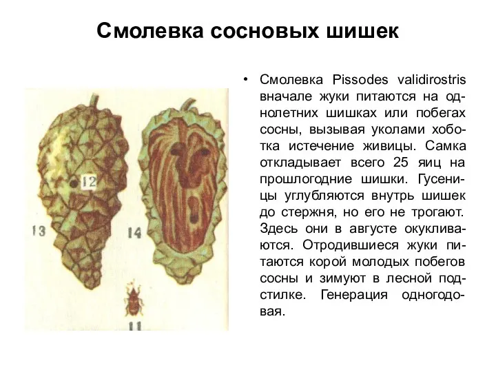 Смолевка сосновых шишек Смолевка Pissodes validirostris вначале жуки питаются на