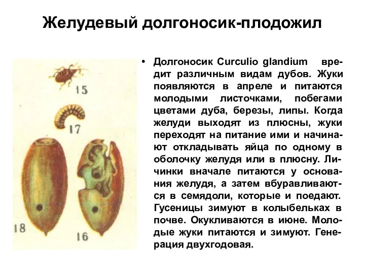 Желудевый долгоносик-плодожил Долгоносик Curculio glandium вре-дит различным видам дубов. Жуки