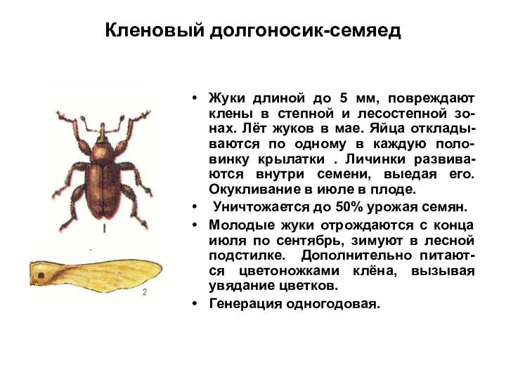 Кленовый долгоносик-семяед Жуки длиной до 5 мм, повреждают клены в