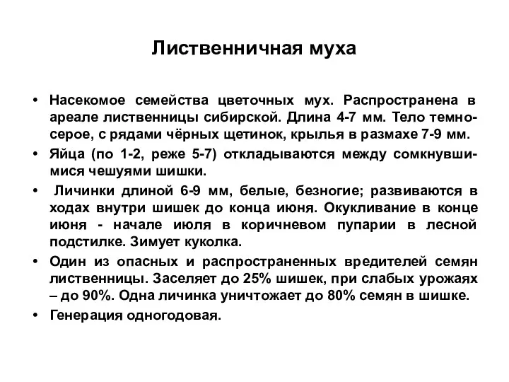 Лиственничная муха Насекомое семейства цветочных мух. Распространена в ареале лиственницы