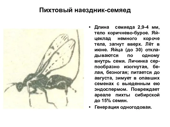 Пихтовый наездник-семяед Длина семяеда 2,9-4 мм, тело коричнево-бурое. Яй-цеклад немного