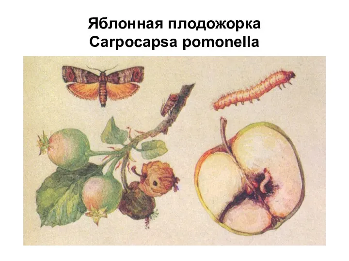 Яблонная плодожорка Carpocapsa pomonella