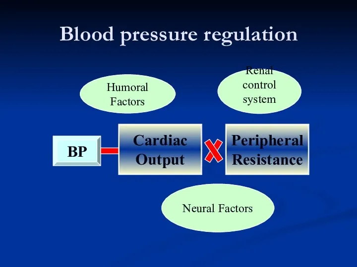 Blood pressure regulation Renal control system Neural Factors Humoral Factors