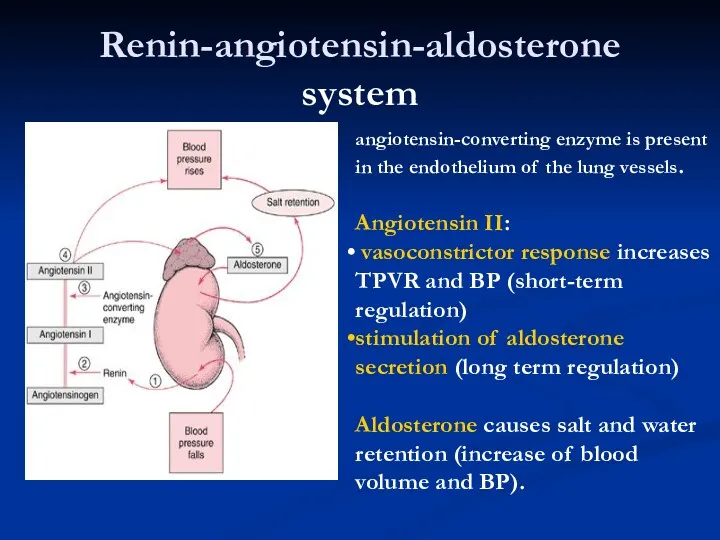 Renin-angiotensin-aldosterone system angiotensin-converting enzyme is present in the endothelium of