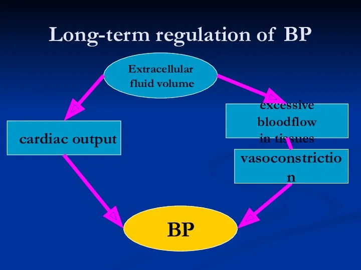 Long-term regulation of BP Extracellular fluid volume BP ⭡ cardiac output excessive bloodflow in tissues vasoconstriction