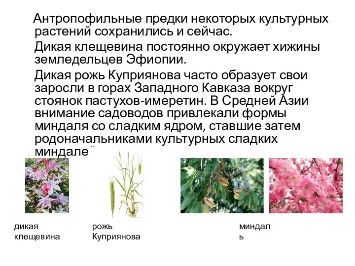 Антропофильные предки некоторых культурных растений сохранились и сейчас. Дикая клещевина