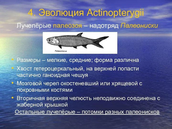 4. Эволюция Actinopterygii Лучепёрые палеозоя – надотряд Палеониски Размеры –