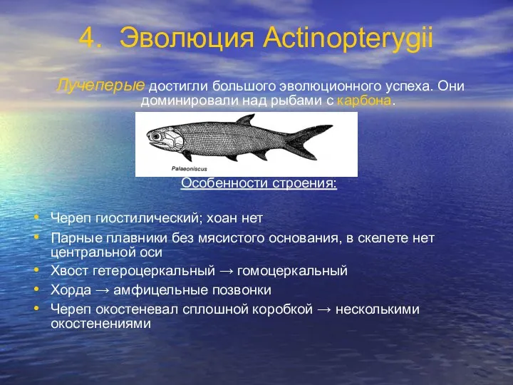 4. Эволюция Actinopterygii Лучеперые достигли большого эволюционного успеха. Они доминировали