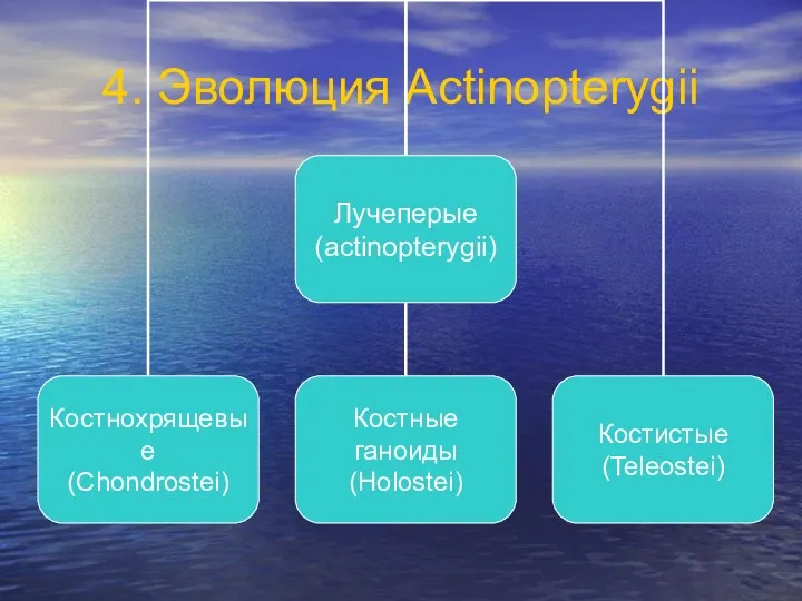 4. Эволюция Actinopterygii